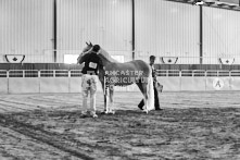 Equine Photography from horse events at the 174th Ancaster fair on September 20th of 2024.