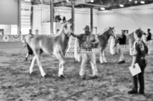 Equine Photography from horse events at the 174th Ancaster fair on September 20th of 2024.