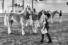 Equine Photography from horse events at the 174th Ancaster fair on September 20th of 2024.