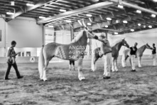 Equine Photography from horse events at the 174th Ancaster fair on September 20th of 2024.