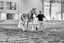 Equine Photography from horse events at the 174th Ancaster fair on September 20th of 2024.