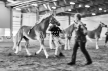 Equine Photography from horse events at the 174th Ancaster fair on September 20th of 2024.