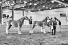 Equine Photography from horse events at the 174th Ancaster fair on September 20th of 2024.