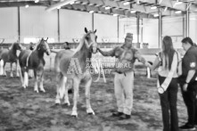 Equine Photography from horse events at the 174th Ancaster fair on September 20th of 2024.