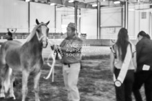 Equine Photography from horse events at the 174th Ancaster fair on September 20th of 2024.