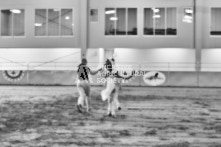 Equine Photography from horse events at the 174th Ancaster fair on September 20th of 2024.