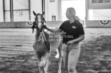 Equine Photography from horse events at the 174th Ancaster fair on September 20th of 2024.