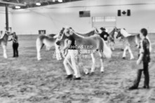 Equine Photography from horse events at the 174th Ancaster fair on September 20th of 2024.