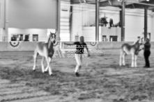 Equine Photography from horse events at the 174th Ancaster fair on September 20th of 2024.