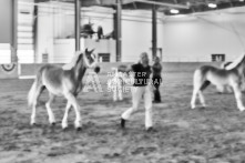 Equine Photography from horse events at the 174th Ancaster fair on September 20th of 2024.