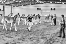 Equine Photography from horse events at the 174th Ancaster fair on September 20th of 2024.