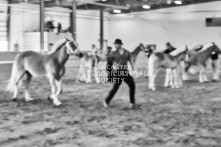 Equine Photography from horse events at the 174th Ancaster fair on September 20th of 2024.