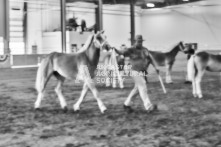 Equine Photography from horse events at the 174th Ancaster fair on September 20th of 2024.