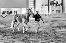 Equine Photography from horse events at the 174th Ancaster fair on September 20th of 2024.