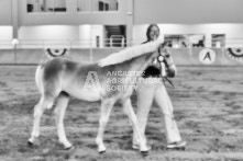 Equine Photography from horse events at the 174th Ancaster fair on September 20th of 2024.