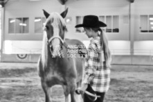 Equine Photography from horse events at the 174th Ancaster fair on September 20th of 2024.