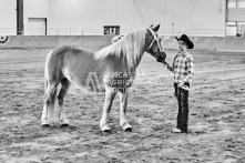 Equine Photography from horse events at the 174th Ancaster fair on September 20th of 2024.