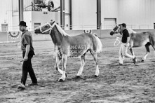 Equine Photography from horse events at the 174th Ancaster fair on September 20th of 2024.