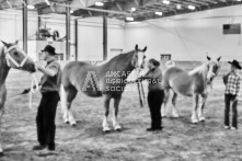 Equine Photography from horse events at the 174th Ancaster fair on September 20th of 2024.