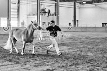 Equine Photography from horse events at the 174th Ancaster fair on September 20th of 2024.