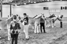 Equine Photography from horse events at the 174th Ancaster fair on September 20th of 2024.