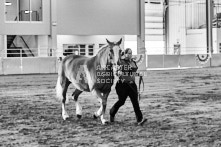 Equine Photography from horse events at the 174th Ancaster fair on September 20th of 2024.