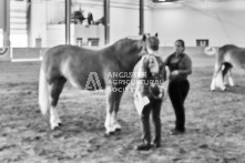 Equine Photography from horse events at the 174th Ancaster fair on September 20th of 2024.