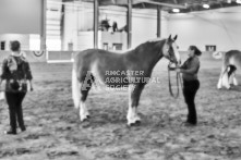 Equine Photography from horse events at the 174th Ancaster fair on September 20th of 2024.