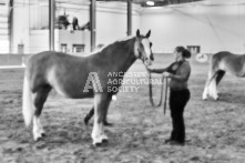 Equine Photography from horse events at the 174th Ancaster fair on September 20th of 2024.