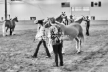 Equine Photography from horse events at the 174th Ancaster fair on September 20th of 2024.