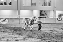 Equine Photography from horse events at the 174th Ancaster fair on September 20th of 2024.