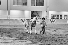 Equine Photography from horse events at the 174th Ancaster fair on September 20th of 2024.