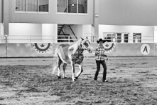 Equine Photography from horse events at the 174th Ancaster fair on September 20th of 2024.