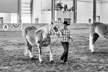 Equine Photography from horse events at the 174th Ancaster fair on September 20th of 2024.