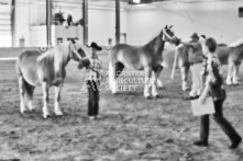 Equine Photography from horse events at the 174th Ancaster fair on September 20th of 2024.