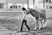 Equine Photography from horse events at the 174th Ancaster fair on September 20th of 2024.