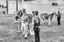 Equine Photography from horse events at the 174th Ancaster fair on September 20th of 2024.