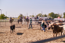 Equine Photography from horse events at the 174th Ancaster fair on September 20th of 2024.