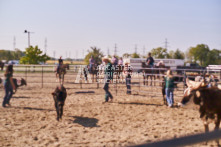 Equine Photography from horse events at the 174th Ancaster fair on September 20th of 2024.