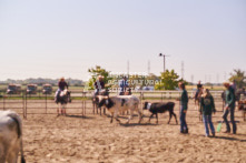 Equine Photography from horse events at the 174th Ancaster fair on September 20th of 2024.