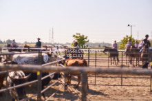 Equine Photography from horse events at the 174th Ancaster fair on September 20th of 2024.