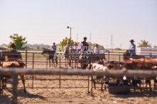 Equine Photography from horse events at the 174th Ancaster fair on September 20th of 2024.