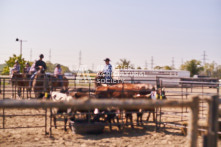 Equine Photography from horse events at the 174th Ancaster fair on September 20th of 2024.