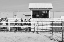 Equine Photography from horse events at the 174th Ancaster fair on September 20th of 2024.