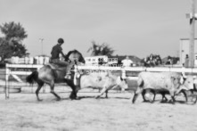 Equine Photography from horse events at the 174th Ancaster fair on September 20th of 2024.