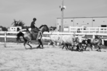 Equine Photography from horse events at the 174th Ancaster fair on September 20th of 2024.