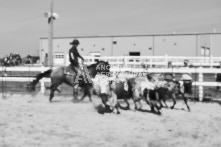 Equine Photography from horse events at the 174th Ancaster fair on September 20th of 2024.