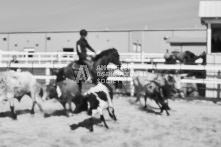 Equine Photography from horse events at the 174th Ancaster fair on September 20th of 2024.