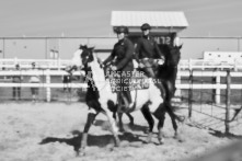 Equine Photography from horse events at the 174th Ancaster fair on September 20th of 2024.