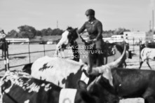 Equine Photography from horse events at the 174th Ancaster fair on September 20th of 2024.